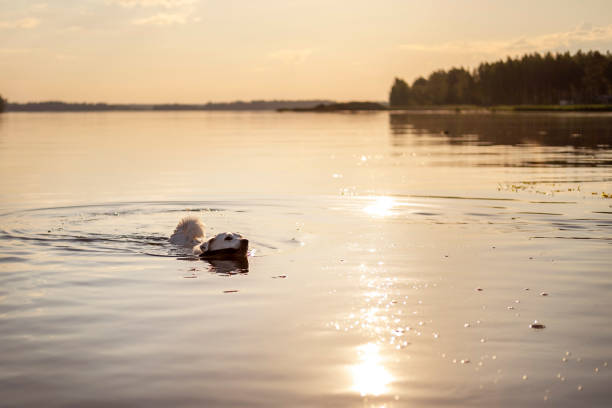 A dog swims behind a stick in a river at sunset.