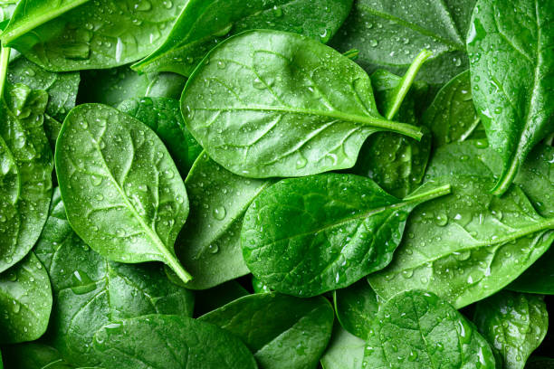 istock Background from fresh green spinach leaves with water drops 2164820146