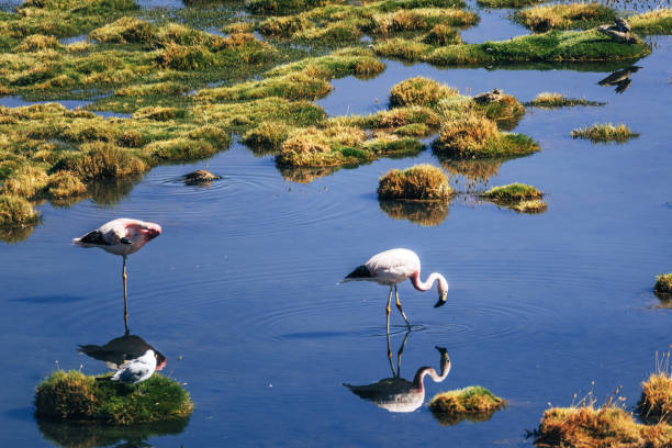 istock flamingos in Laguna Chaxa, Atacama salar, Chile 2164821744