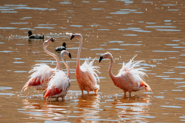 flamingos in Laguna Chaxa, Atacama salar, Chile