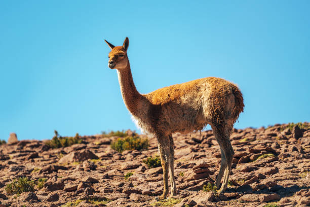 istock Vicuna Walking Across Rocky Landscape in Atacama, Chile 2164821821