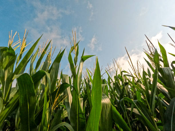 istock Healthy Green Corn Crops in an Agricultural Field 2164822045