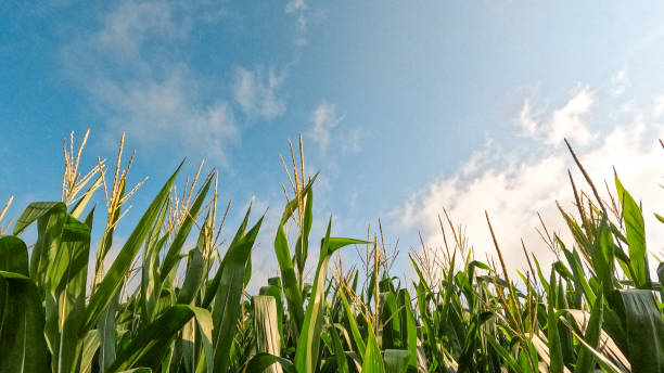 Healthy Green Corn Crops in an Agricultural Field Rows of healthy Green Corn Crops within an Agricultural Field. Plants are lush and green, set against a cloudy blue morning sky. Captured in mid-July in the Midwest, USA. sweet corn in field stock pictures, royalty-free photos & images