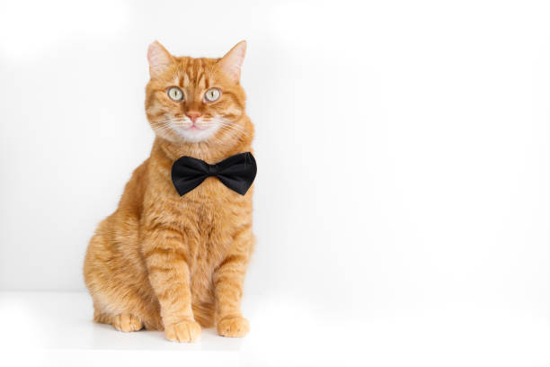 istock Cute ginger cat in bow tie sitting on white background 2164822665