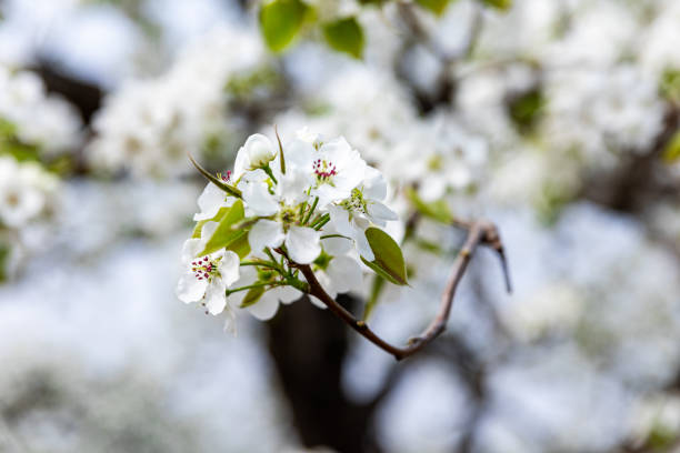 Close-up of a blossoming pear tree branch with white flowers and green leaves in spring