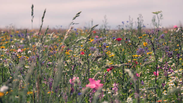 istock A meadow with spring flowers. Natural colorful landscape 2164823377
