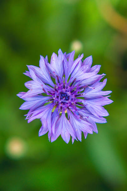 istock beautiful blue wildflower view from above 2164825229