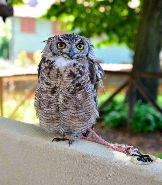 owl  common murazzano cuneo italy