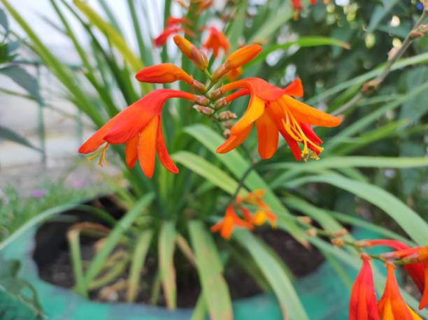 istock Montbretia (Crocosmia × crocosmiiflora) orange flower 2164826598