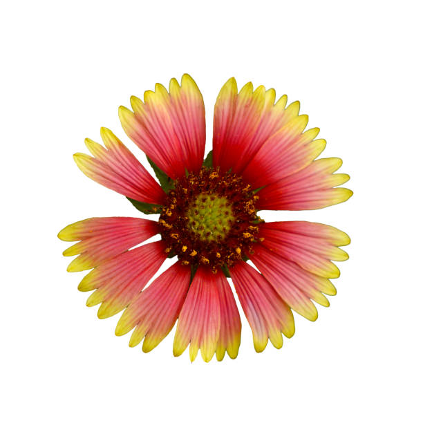Blanket flower (Gaillardia) with bright red-orange petals tipped in yellow.