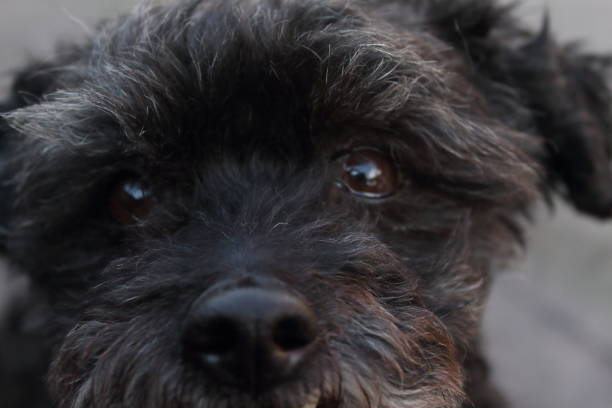 Close up black maltese dog whit Brown eyes