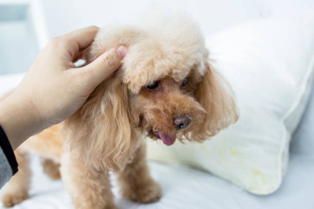 istock A person petting a poodle 2164829622