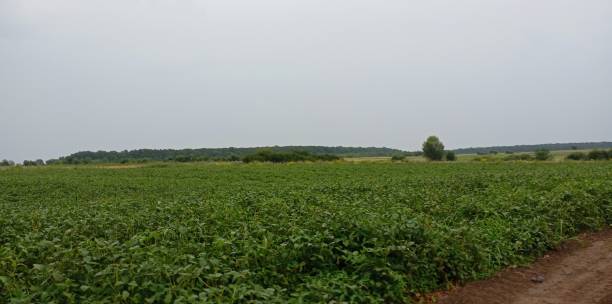 istock Panoramic field landscape in cloudy weather. A green forest can be seen on the horizon. Natural backgrounds and beautiful landscapes of soybean field. 2164829708