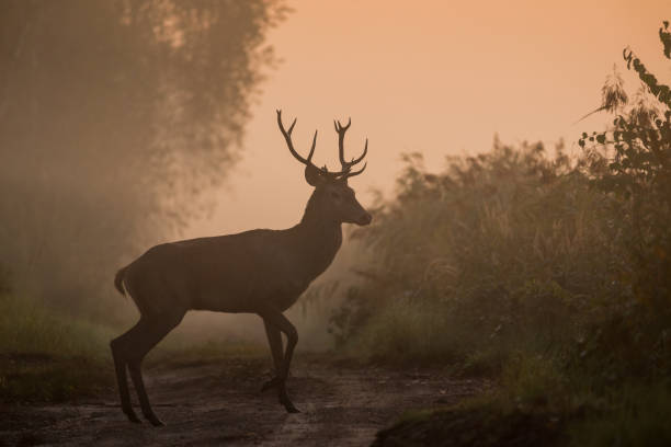istock Red deer. Deer, Rut. Wildlife. 2164830411