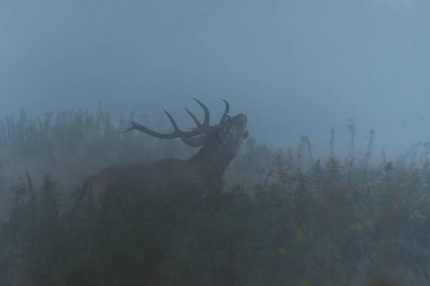istock DEER, RED DEER STAG RUT 2164830525