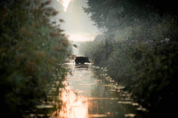 Boar, wildlife, wild europe. Sus scrofa.