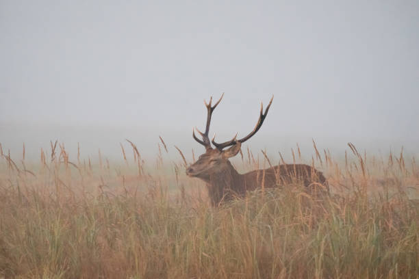 istock Red deer. Deer, Rut. Wildlife. 2164831091