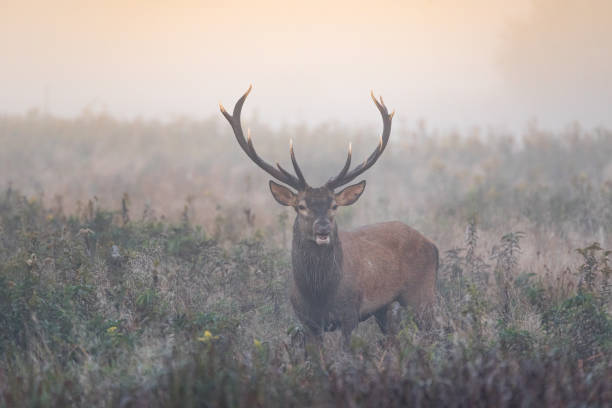 istock Red deer. Deer, Rut. Wildlife. 2164831101