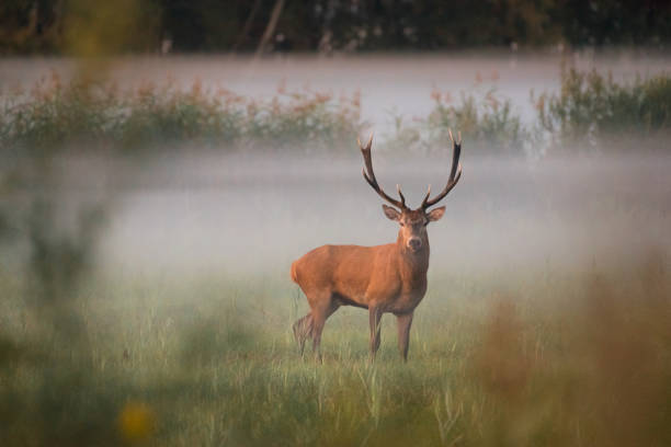 istock Red deer. Deer, Rut. Wildlife. 2164831114