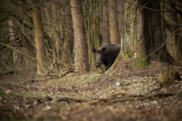 istock Boar, dzik, sus scrofa, wildife. 2164831131