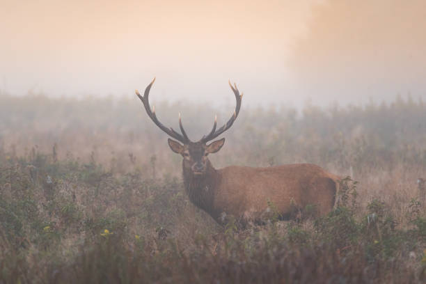 istock Red deer. Deer, Rut. Wildlife. 2164831137