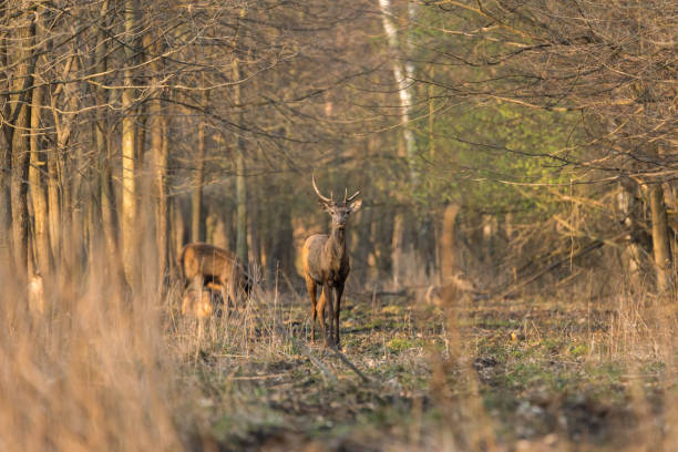 istock Red deer. Deer, Rut. Wildlife. 2164831163