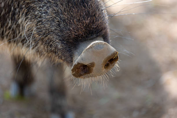 Close up view of a peccary snout