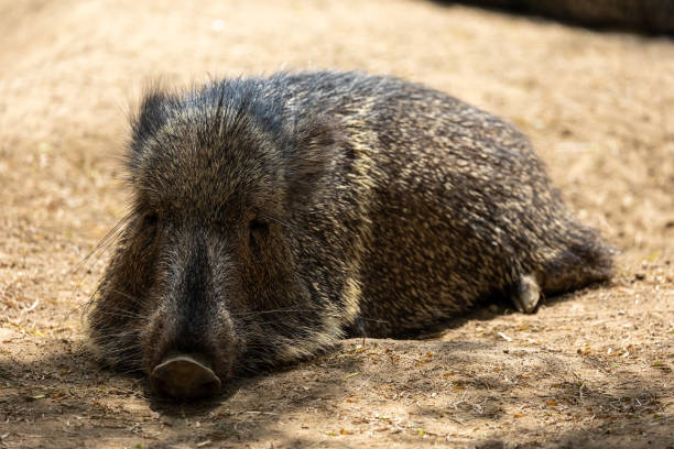 istock Close up view of a peccary 2164832479