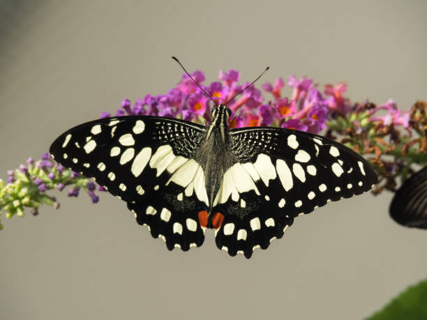 Papilio demoleus - swallowtail butterfly