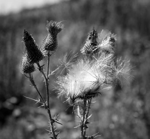 istock Macro shot of a thistle with blossoms 2164833833