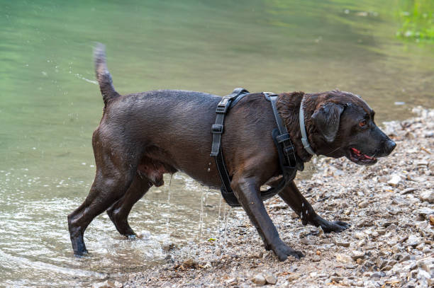 Cane Razza Spring 70+ The Razza Stock Photos, Pictures & Royalty-Free Images - iStock