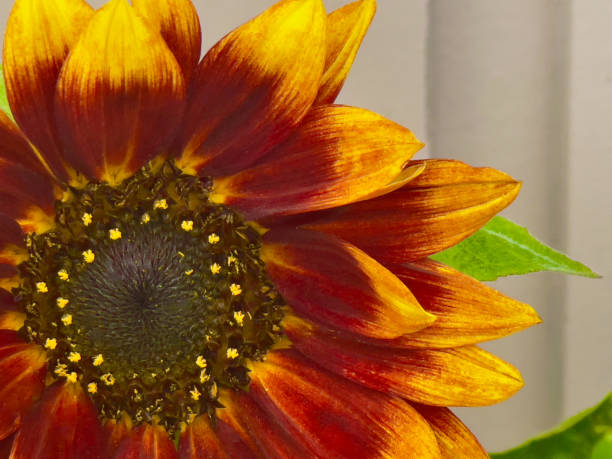 Vibrant colored red, yellow, Sunflower up close background