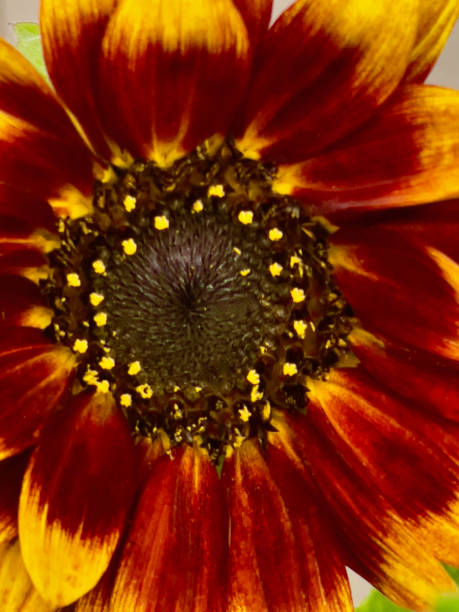 A Prado Sunflower in my garden