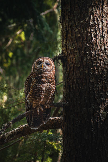 istock Northern Spotted Owl 2164835413
