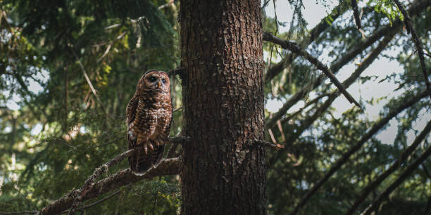 istock Northern Spotted Owl 2164835427