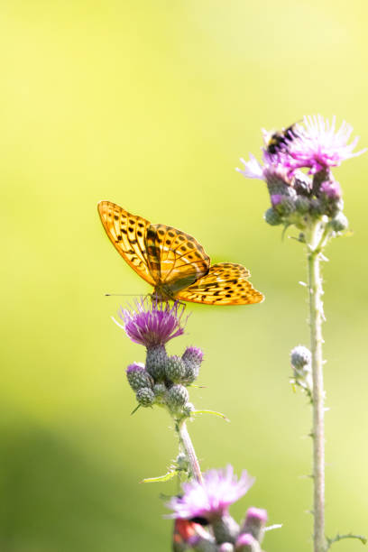 istock Noble butterfly, silver-washed fritillary on a swamp scratch thistle, argynnis paphia 2164836048