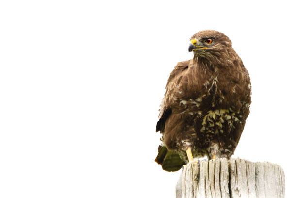 Buzzard on a pillar in Front, Buteo buteo