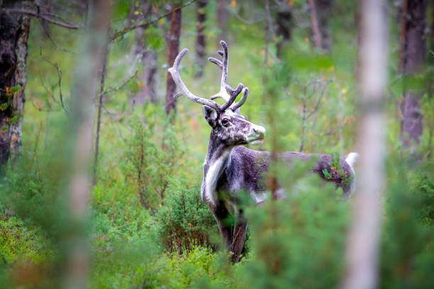 Norwegian reindeer in natural environment, rangifer tarandus