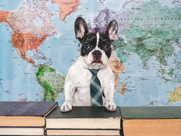 istock Cute puppy and old books. Studio shot 2164836640