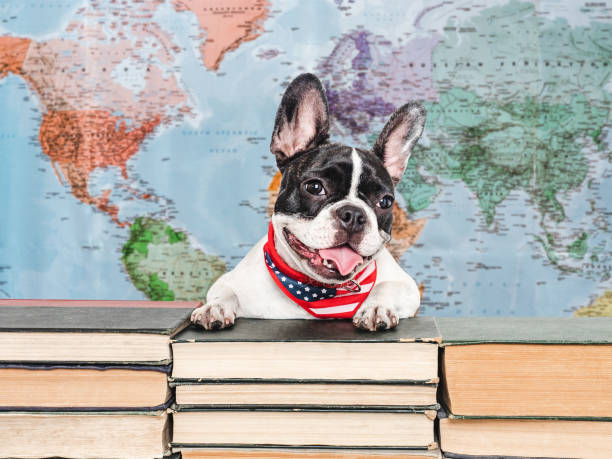 istock Cute puppy and old books. Studio shot 2164836665