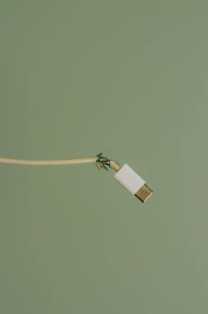 istock image the broken USB smartphone charger cable isolated on green background 2164837289