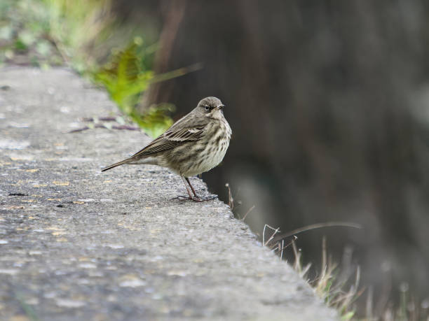 istock A small brown bird stands quietly on a concrete ledge surrounded by blurred greenery. 2164837361