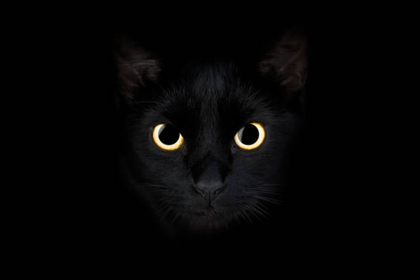 istock Black cat with big bright eyes 2164837436