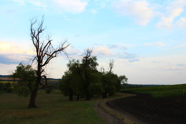 A row of trees on a dirt road. Sky. Grass. Outdoor. Tree. Plant