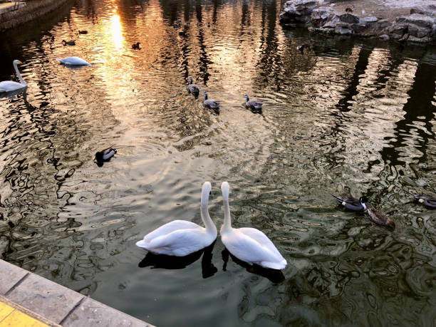 Two graceful swans glide serenely on a reflective pond at the Beijing Zoo, bathed in the warm hues of a setting sun. The tranquil scene captures the beauty and elegance of these majestic birds against a backdrop of shimmering golden water, creating a peaceful and captivating moment in nature.