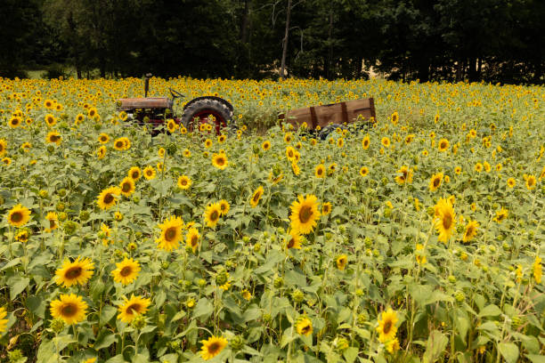 istock Old tractor in a sunflower field 2164838678