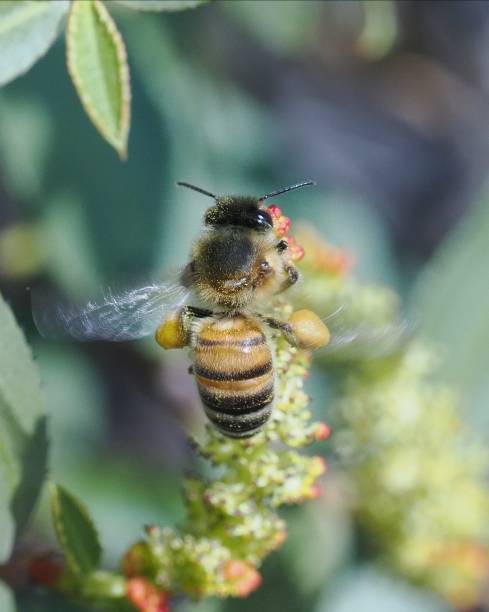 istock A Honey Bee gathers pollen in central Chile 2164839454