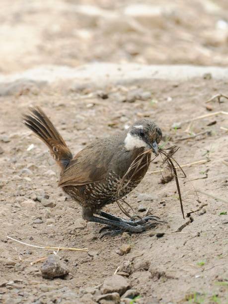 istock An adult Moustached Turca gathers nest material 2164839484