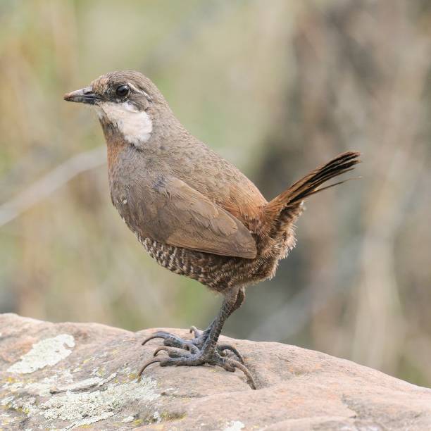 istock An adult Moustached Turca perches on a boulder 2164839496