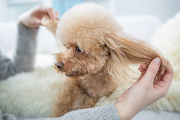 istock woman and cute dog 2164841263
